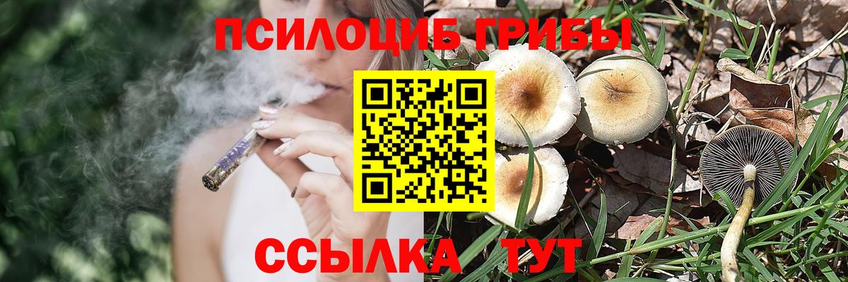 Тулун  где продают   Вход с VPN  Галлюциногенные грибы прущие грибы 